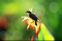        hot springs lodge great kiskadee 
  - Costa Rica