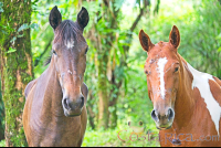        Horses Face Close Up At Juncos Lake Horseback
  - Costa Rica