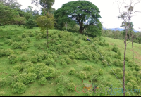        Man Ziplining From Tree Platform
  - Costa Rica