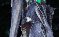        Tree Frog Las Caletas Night Hike
  - Costa Rica