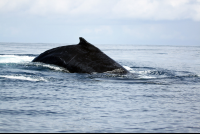        ballena national marine park humpback 
  - Costa Rica