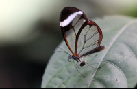        butterfly garden monteverde glass wing butterfly 
  - Costa Rica