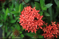        los almendros red flower 
  - Costa Rica