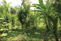        villa vanilla farm farm 
  - Costa Rica
