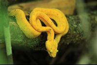        cahuita national park attraction page golden eyelash pal pit viper 
  - Costa Rica
