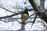        black headed trogon 
  - Costa Rica