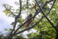        elegant trojan flaunting 
  - Costa Rica