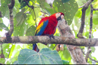        Macaw Standing On A Tree Branch Sierpe Mangler
  - Costa Rica