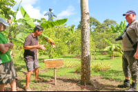        guide explaining about ceiba trees finca kobo chocolate tour 
  - Costa Rica