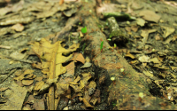       cahuita national park attraction page leaf cutter ants 
  - Costa Rica