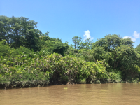        tempisque river side 
  - Costa Rica