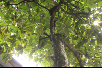        los almendros almond tree 
  - Costa Rica
