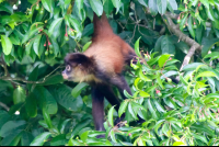        Spider Monkey At San Pedrillo Ranger Station Corcovado National Park
  - Costa Rica