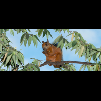        squirrel montezuma
  - Costa Rica