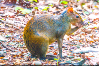        manuel antonio national park tour agouti 
  - Costa Rica
