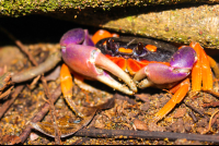        Crab On The Beach Las Caletas Night Hike
  - Costa Rica