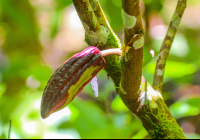        Cacao Fruit Attached To A Tree Finca Kobo Chocolate Tour
  - Costa Rica