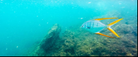        unidentified awesome fish morteros tortuga island 
  - Costa Rica