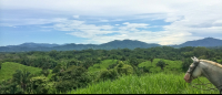        Horse Head With A Forest View Hacienda Ario
  - Costa Rica