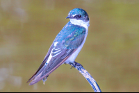        Bird Yes Sierpe Mangler
  - Costa Rica