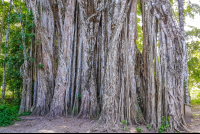        Exceptional Ficus Tree Lower Part
  - Costa Rica