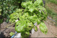        basil tierrayfuego 
  - Costa Rica