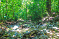        Creek Shaded By Tall Trees Cabo Blanco Reserve
  - Costa Rica
