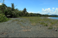        playa negra puerto viejo grass 
  - Costa Rica