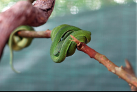        Serpentarium Green Sidestriped Pit Viper
  - Costa Rica