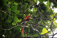        carara national park scarlet macaw 
  - Costa Rica