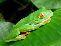        red eye green tree frog tortuguero 
  - Costa Rica