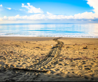        Turtle Tracks At The Entrance Of Piro Beach
  - Costa Rica