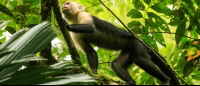        tortuguero national park attraction capuchin 
  - Costa Rica