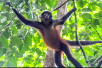        Spider Monkey Holding On Tree Branches In Sirena Ranger Station Corcovado
  - Costa Rica