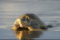        olive ridley sea turtle 
  - Costa Rica