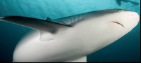        Bull Shark Cocos Island
  - Costa Rica