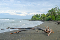        Beach At Sirena Ranger Station
  - Costa Rica