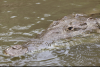        crocodile closeup 
  - Costa Rica