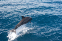        Dolphins Jumping Back View
  - Costa Rica