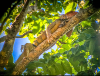        Green Iguana Manuel Antonio National Park
  - Costa Rica