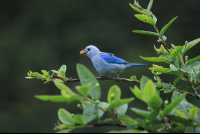        childrens eternal rainforest blue grey tanger san gerardo 
  - Costa Rica