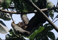        manuel antonio national park attraction three toed sloth 
  - Costa Rica