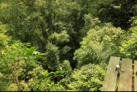        safari canopy tour look down 
  - Costa Rica