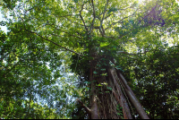        cahuita national park snorkeling hiking tour tree 
  - Costa Rica