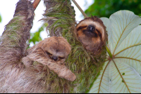        Sloths On Cecropia Tree Manuel Antonio
  - Costa Rica