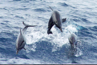        dolphins jumping 
  - Costa Rica