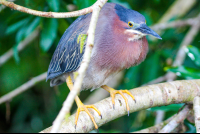       Green Heron On A Branch Sierpe Mangler
  - Costa Rica