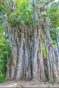        cabuya strangler fig tree 
  - Costa Rica