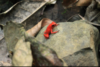        kekoldi reserve strawberry dart frog 
  - Costa Rica