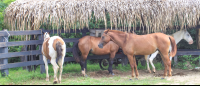        Horses In A Ranch
  - Costa Rica
